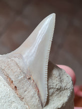 Lade das Bild in den Galerie-Viewer, Dent de chubutensis Italie