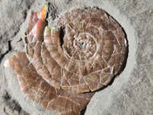 Charger l'image dans la galerie, Psiloceras planorbis