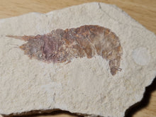 Charger l'image dans la galerie, Bylgia sp