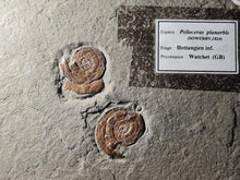 Charger l'image dans la galerie, Psiloceras planorbis