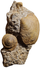 Charger l'image dans la galerie, Obornella + Astarte