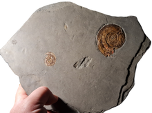 Charger l'image dans la galerie, Psiloceras planorbis