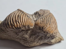 Charger l'image dans la galerie, Trigonia costata