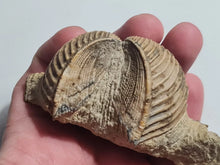 Charger l'image dans la galerie, Trigonia costata