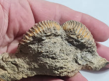 Charger l'image dans la galerie, Trigonia costata