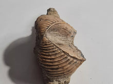 Charger l'image dans la galerie, Trigonia costata