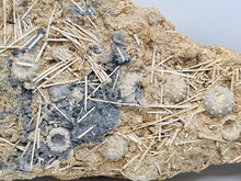 Charger l'image dans la galerie, Plaque d'oursins avec radioles