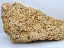 Charger l'image dans la galerie, Plaque d'oursins avec radioles