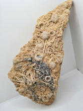 Charger l'image dans la galerie, Plaque d'oursins avec radioles