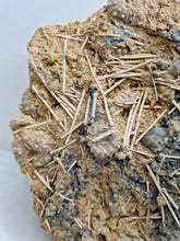 Charger l'image dans la galerie, Plaque d'oursins avec radioles