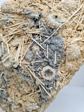 Charger l'image dans la galerie, Plaque d'oursins avec radioles