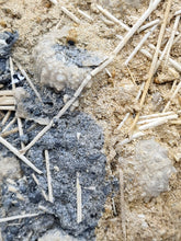 Charger l'image dans la galerie, Plaque d'oursins avec radioles