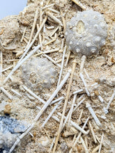 Charger l'image dans la galerie, Plaque d'oursins avec radioles