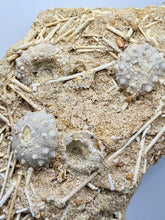 Charger l'image dans la galerie, Plaque d'oursins avec radioles