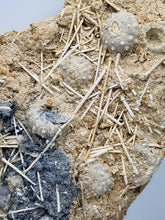 Charger l'image dans la galerie, Plaque d'oursins avec radioles