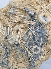Charger l'image dans la galerie, Plaque d'oursins avec radioles