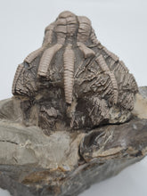 Charger l'image dans la galerie, Calice de crinoide Encrinus