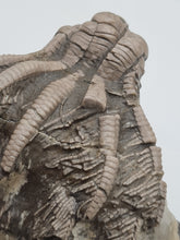 Charger l'image dans la galerie, Calice de crinoide Encrinus