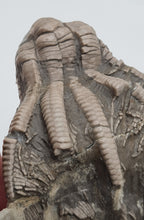 Charger l'image dans la galerie, Calice de crinoide Encrinus