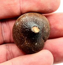 Charger l'image dans la galerie, Dent de mosasaure Globidens