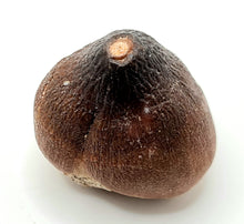 Charger l'image dans la galerie, Dent de mosasaure Globidens