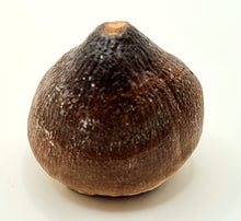 Charger l'image dans la galerie, Dent de mosasaure Globidens