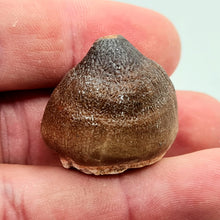 Charger l'image dans la galerie, Dent de mosasaure Globidens