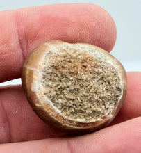 Charger l'image dans la galerie, Dent de mosasaure Globidens
