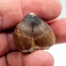 Charger l'image dans la galerie, Dent de mosasaure Globidens