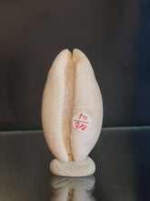 Lade das Bild in den Galerie-Viewer, Lurida pulchra
