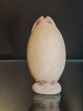 Lade das Bild in den Galerie-Viewer, Lurida pulchra
