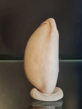 Lade das Bild in den Galerie-Viewer, Lurida pulchra
