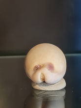 Lade das Bild in den Galerie-Viewer, Lurida pulchra
