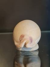 Lade das Bild in den Galerie-Viewer, Lurida pulchra
