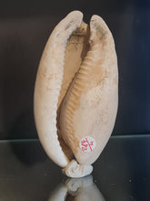 Cargar imagen en el visor de la galería, Siphocypraea problematica
