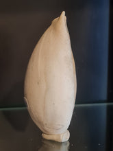 Cargar imagen en el visor de la galería, Siphocypraea problematica
