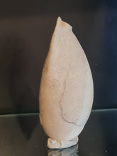 Cargar imagen en el visor de la galería, Siphocypraea problematica
