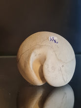 Cargar imagen en el visor de la galería, Siphocypraea problematica
