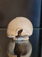 Cargar imagen en el visor de la galería, Siphocypraea problematica
