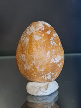 Lade das Bild in den Galerie-Viewer, Cypraea caputserpentis
