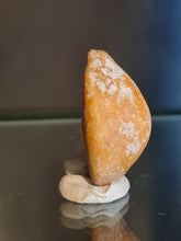 Lade das Bild in den Galerie-Viewer, Cypraea caputserpentis
