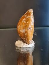Lade das Bild in den Galerie-Viewer, Cypraea caputserpentis
