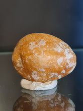 Lade das Bild in den Galerie-Viewer, Cypraea caputserpentis
