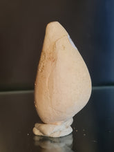 Lade das Bild in den Galerie-Viewer, Cypraea polysarca
