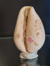 Lade das Bild in den Galerie-Viewer, Cypraea polysarca
