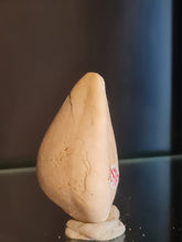 Lade das Bild in den Galerie-Viewer, Cypraea polysarca
