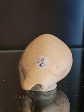 Lade das Bild in den Galerie-Viewer, Cypraea polysarca
