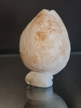 Lade das Bild in den Galerie-Viewer, Cypraea brocchi
