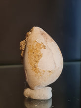 Lade das Bild in den Galerie-Viewer, Cypraea brocchi

