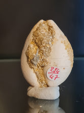 Lade das Bild in den Galerie-Viewer, Cypraea brocchi
